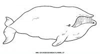 disegni_animali/acquatici/balena.JPG