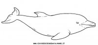 disegni_animali/acquatici/delfino.JPG