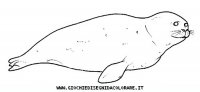 disegni_animali/acquatici/foca.JPG