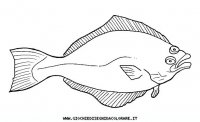 disegni_animali/acquatici/halibut.JPG