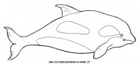 disegni_animali/acquatici/orca.JPG