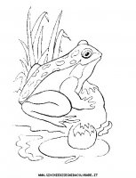 disegni_animali/acquatici/pesci_11.JPG
