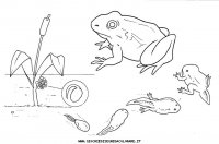 disegni_animali/acquatici/pesci_24.JPG