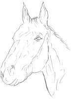 disegni_animali/cavallo/cavallo_17.jpg