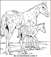 disegni_animali/cavallo/cavallo_cavalli_31.JPG