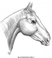 disegni_animali/cavallo/cavallo_cavalli_68.JPG