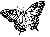 disegni_animali/farfalla/disegni_di_farfalle_12.jpg