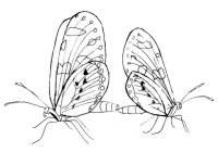 disegni_animali/farfalla/disegni_di_farfalle_15.jpg