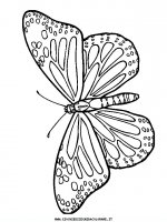 disegni_animali/farfalla/farfalle_d4.JPG