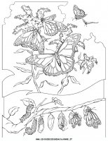 disegni_animali/farfalla/farfalle_d6.JPG