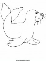 disegni_animali/foca/foca_0.JPG