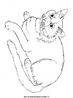 disegni_animali/gatto/cani_gatti_c2.JPG