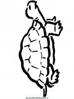 disegni_animali/tartaruga/tartaruga_b9.JPG
