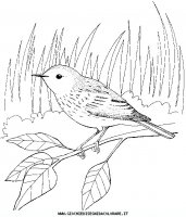 disegni_animali/uccelli/an-uccello8.JPG