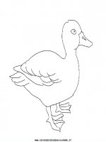 disegni_animali/uccelli/uccelli_04.JPG