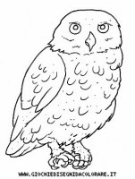 disegni_animali/uccelli/uccelli_b9661.JPG