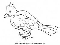 disegni_animali/uccelli/uccelli_b9671.JPG