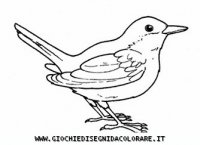disegni_animali/uccelli/uccelli_b9684.JPG