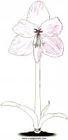 disegni_natura/fiori/amarylis.JPG
