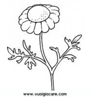 disegni_natura/fiori/camomilla.JPG