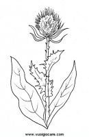disegni_natura/fiori/cardo9650.JPG