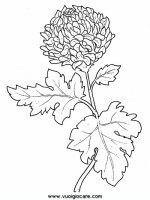 disegni_natura/fiori/crisantemo9650.JPG