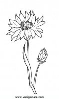 disegni_natura/fiori/fiordaliso9650.JPG