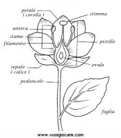 disegni_natura/fiori/fioreSezione.JPG