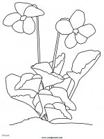 disegni_natura/fiori/fiori_2.JPG