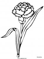 disegni_natura/fiori/fiori_30.JPG