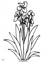 disegni_natura/fiori/fiori_4.JPG