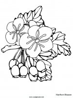 disegni_natura/fiori/fiori_58.JPG