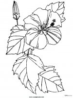 disegni_natura/fiori/fiori_59.JPG