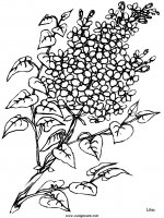 disegni_natura/fiori/fiori_62.JPG