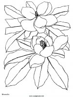 disegni_natura/fiori/fiori_63.JPG