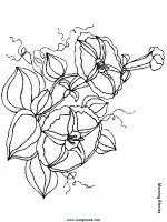 disegni_natura/fiori/fiori_65.JPG