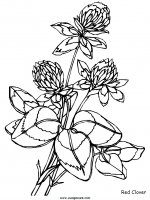 disegni_natura/fiori/fiori_72.JPG