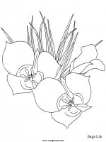 disegni_natura/fiori/fiori_76.JPG
