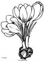 disegni_natura/fiori/fiori_8.JPG