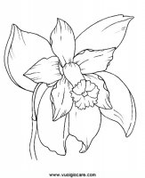 disegni_natura/fiori/orchidea.JPG