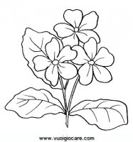 disegni_natura/fiori/primula.JPG
