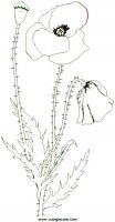 disegni_natura/fiori/redpoppy.JPG
