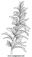 disegni_natura/fiori/rosmarino.JPG