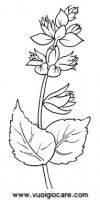 disegni_natura/fiori/salvia.JPG