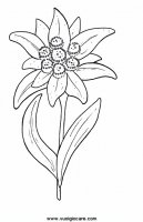 disegni_natura/fiori/stellaalpina19650.JPG