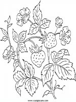 disegni_natura/frutta/19.JPG