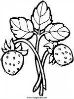 disegni_natura/frutta/24.JPG