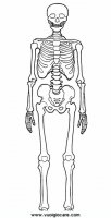 disegni_scienze/corpo_umano/scheletro9650.JPG