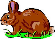 disegni da colorare coniglio