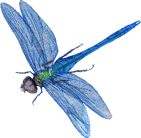 disegni da colorare libellula
